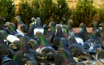 Stock Video Flock Of Pigeons On The Street Slow Motion For PC