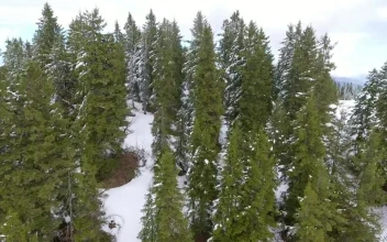 Stock Video Flight Above The Snowy Forest For PC