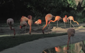 Stock Video Flamingos In A Zoo Enclosure For PC