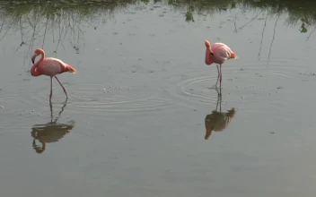 Stock Video Flamingos Walking In The Water For PC