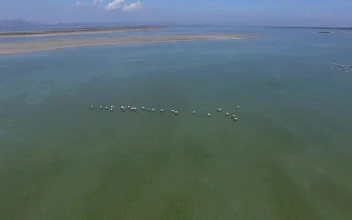 Stock Video Flamingos Flying Above The Water For PC