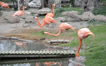 Stock Video Flamingos Drinking From A Pond For PC