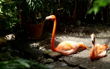 Stock Video Flamingo Resting In The Shade For PC