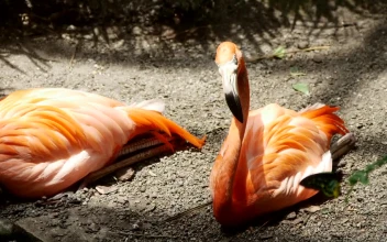 Stock Video Flamingo Birds Resting On The Ground For PC