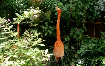 Stock Video Flamingo Bird In A Tropical Garden For PC