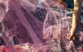 Stock Video Fishing Workers Pull Out The Fishing Net For PC