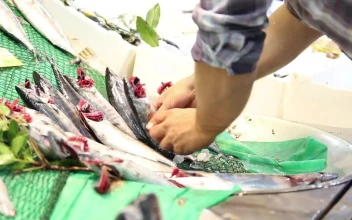 Stock Video Fish Worker Putting On A Display For PC