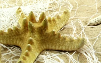 Stock Video Fished Starfish On The Sand For PC