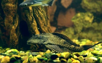 Stock Video Fish Underwater For PC