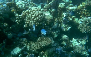 Stock Video Fish Swimming Over A Reef For PC