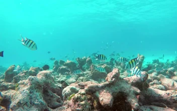 Stock Video Fish Swimming On A Reef Underwater Shot For PC