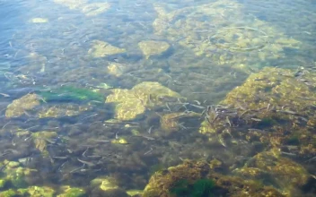 Stock Video Fish Swimming In The Shallows For PC