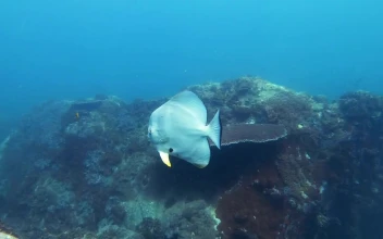 Stock Video Fish Swimming In A Reef Calmly For PC