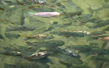 Stock Video Fish Swimming Along In A Pond For PC