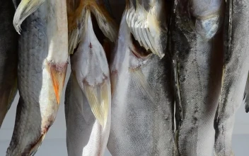 Stock Video Fish Hanging In A Market For PC
