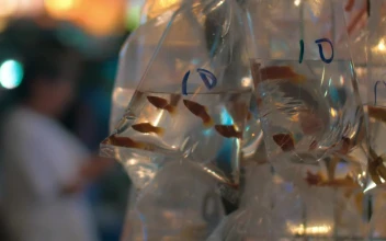Stock Video Fish For Sale At A Market Stall For PC