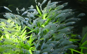 Stock Video Fish And Plants In An Aquarium For PC