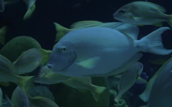 Stock Video Fish At An Zoo In Thailand For PC