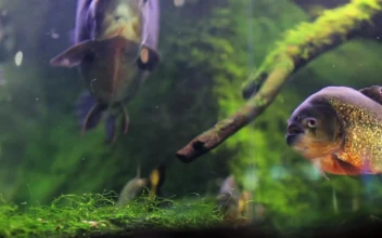 Stock Video Fish And Moss In A Fish Tank For PC