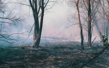 Stock Video Firefighter Running In A Fire In The Forest For PC