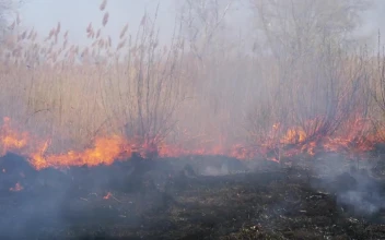 Stock Video Fire Consuming Dry Grass In The Forest For PC