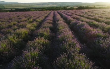 Stock Video Fields Of Lavender Plants For PC
