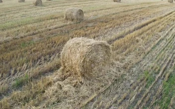 Stock Video Field With Grass Rolls For PC