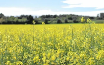 Stock Video Field Of Yellow Flowers For PC