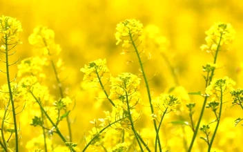 Stock Video Field Of Yellow Flowers Shallow Focus For PC