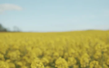 Stock Video Field Of Yellow Crops In Hazy Sunshine For PC