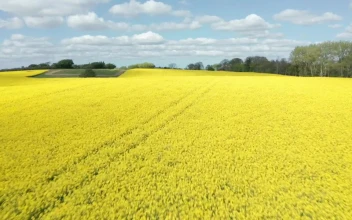 Stock Video Field Of Yellow Crops By A Lake For PC