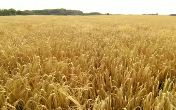 Stock Video Field Of Wheat Ready For Harvesting For PC