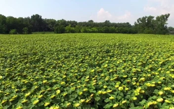 Stock Video Field Of Sunflowers In Nature On A Sunny Day For PC