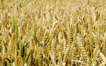 Stock Video Field Of Wheat Before The Harvest Season For PC