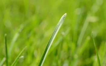 Stock Video Field Of Grass In The Sun For PC