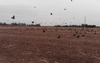 Stock Video Field For Sowing With Many Crows Taking Off For PC