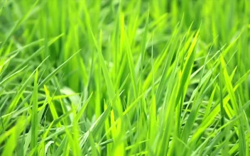 Stock Video Field Full Of Lush Grass For PC