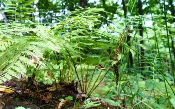 Stock Video Ferns Growing Over The Forest Floor For PC