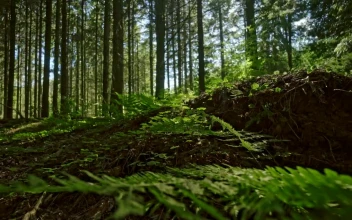 Stock Video Ferns Growing In The Forest For PC