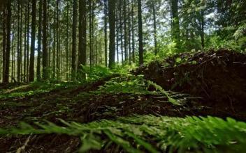 Stock Video Ferns Across A Forest Floor For PC