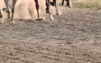 Stock Video Feet Of Horses Running On A Dirt Road For PC