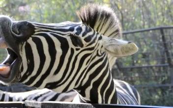 Stock Video Feeding A Zebra At The Zoo For PC