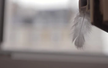 Stock Video Feather Blowing In The Breeze For PC
