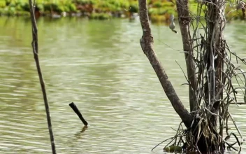 Stock Video Fast Moving Swamp Water For PC