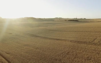 Stock Video Farmland Ready For Harvesting For PC