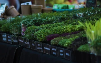 Stock Video Farmers Market Display Of Fresh Herbs For PC