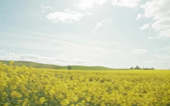 Stock Video Farmers Field In The Summer For PC