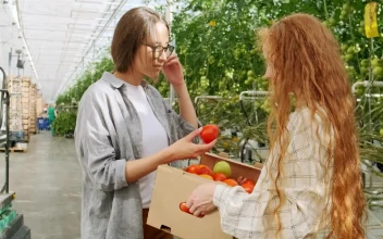 Stock Video Farmers Checking Tomatoes In Greenhouse For PC