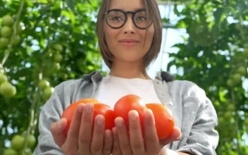 Stock Video Farmer Holding Tomatoes At A Greenhouse For PC