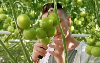 Stock Video Farmer Checking Vegetables Quality In A Greenhouse For PC